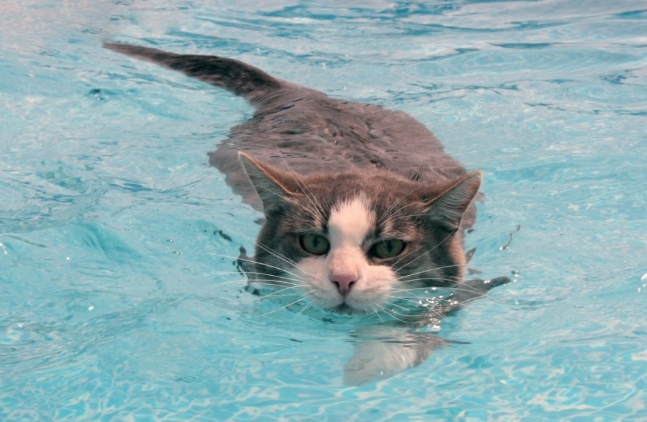 Коты плавают