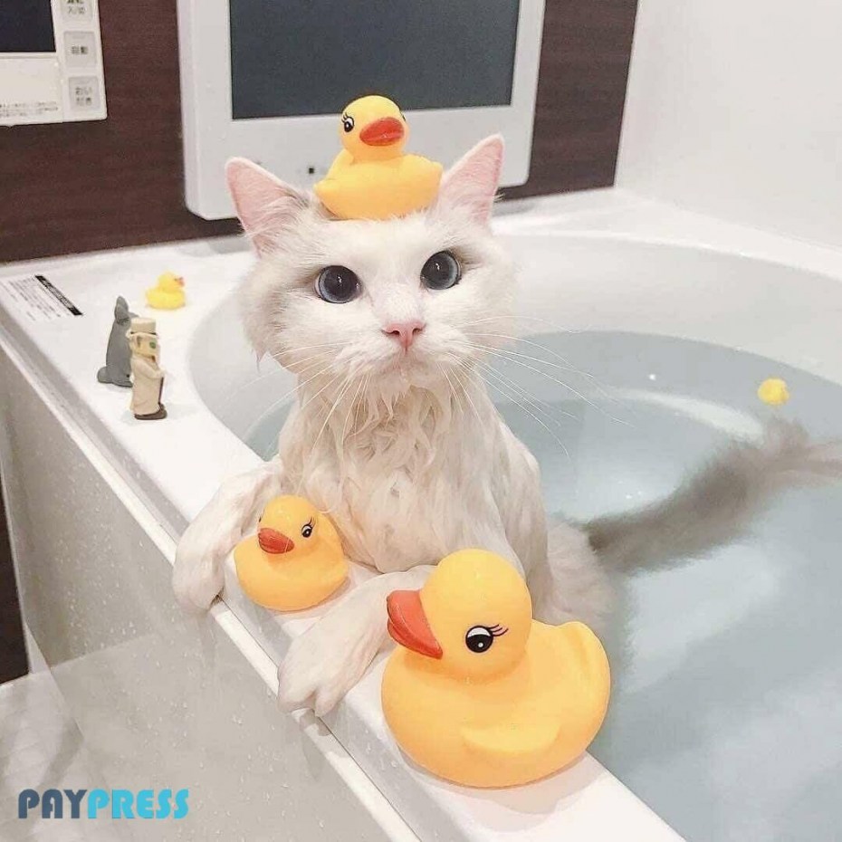 Кошечка в ванной