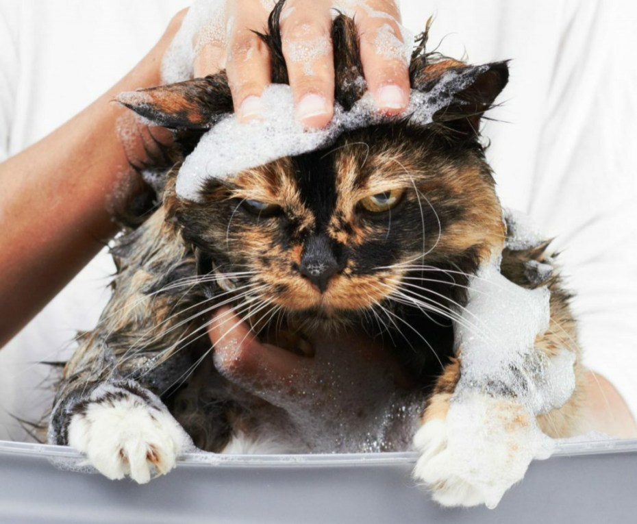 Купание кошки