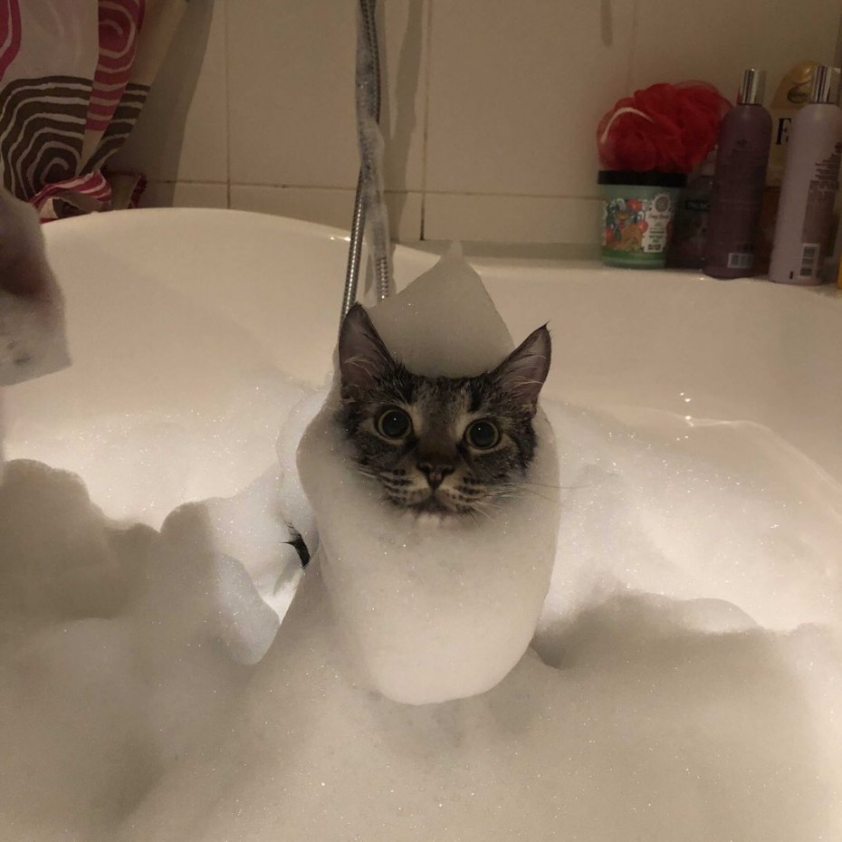 Котик в ванной