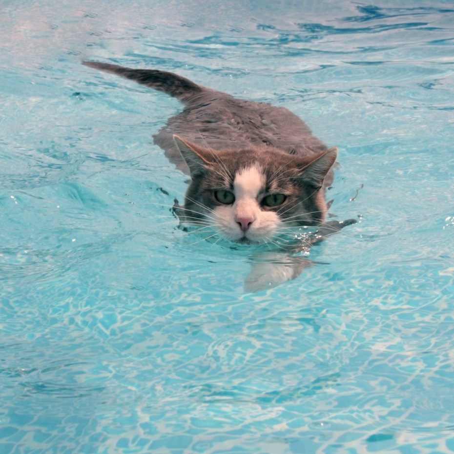 Коты плавают в воде