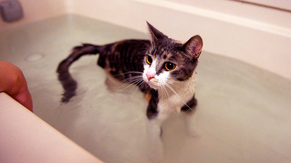 Котенок купается