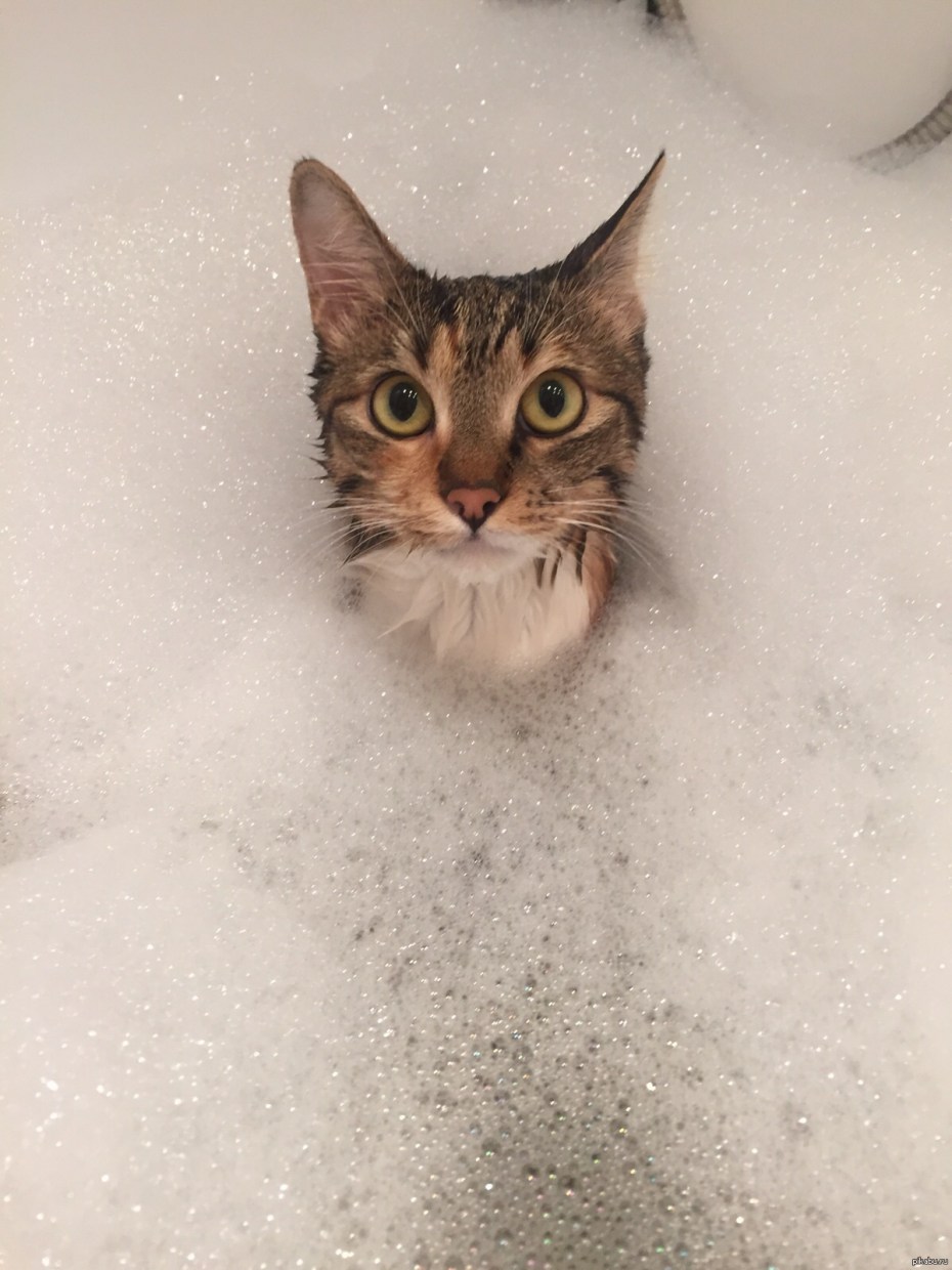 Котик в ванной
