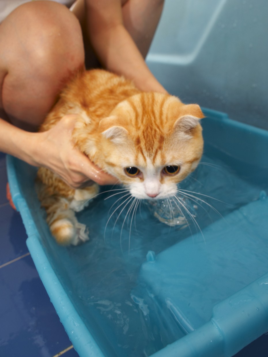 Котенок моется