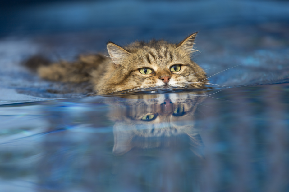 Коты плавают