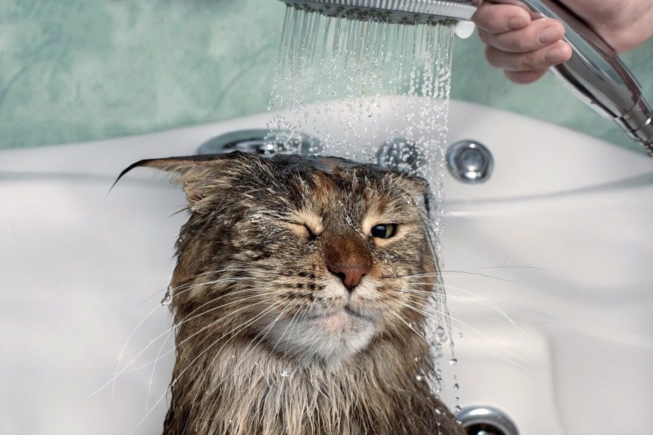 Кошка моется