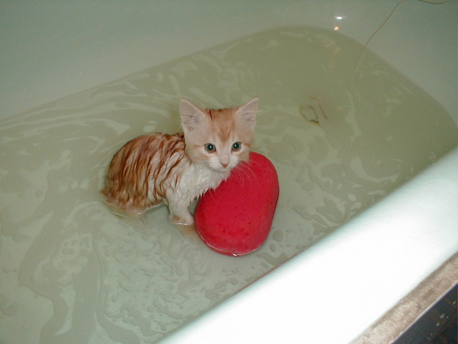 Котенок купается