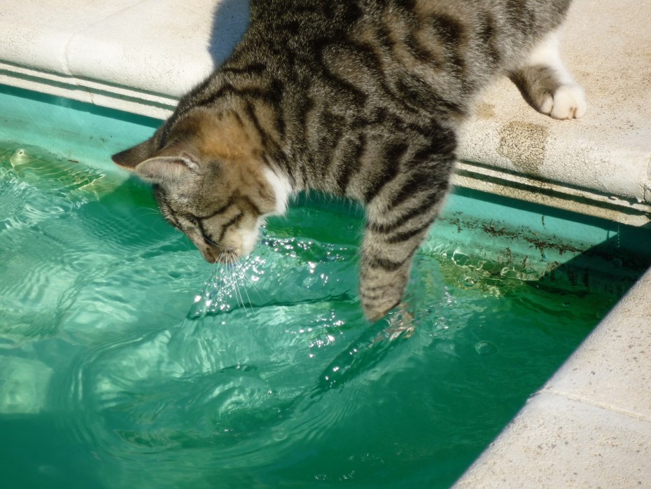 Кот в воде