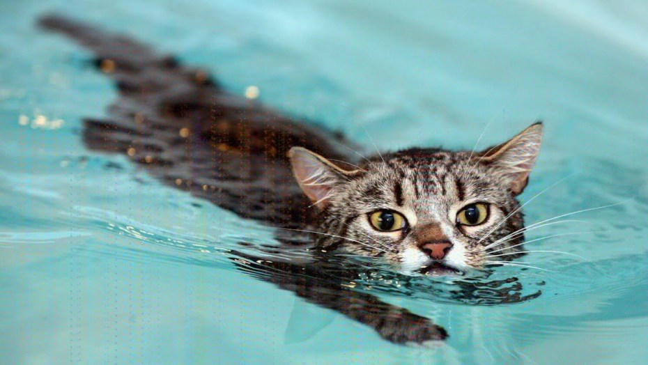 Водоплавающий кот
