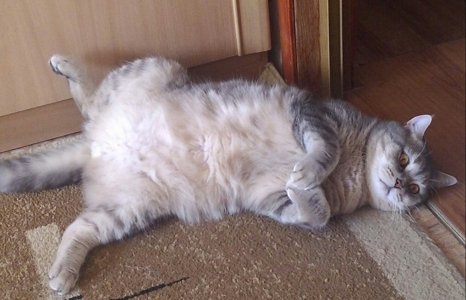 Британские коты линяют