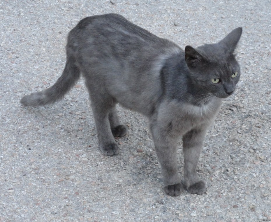 Как линяют коты фото