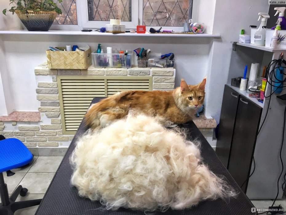 Шерстяная кошка