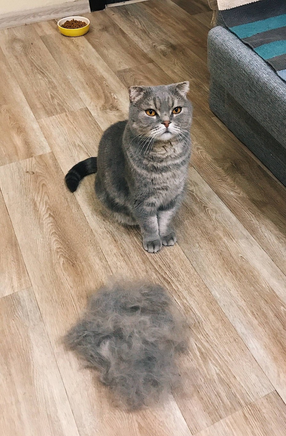 Британская кошка линяет