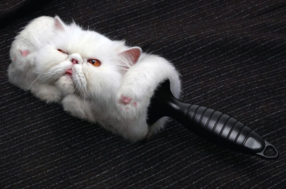 Смешные котики