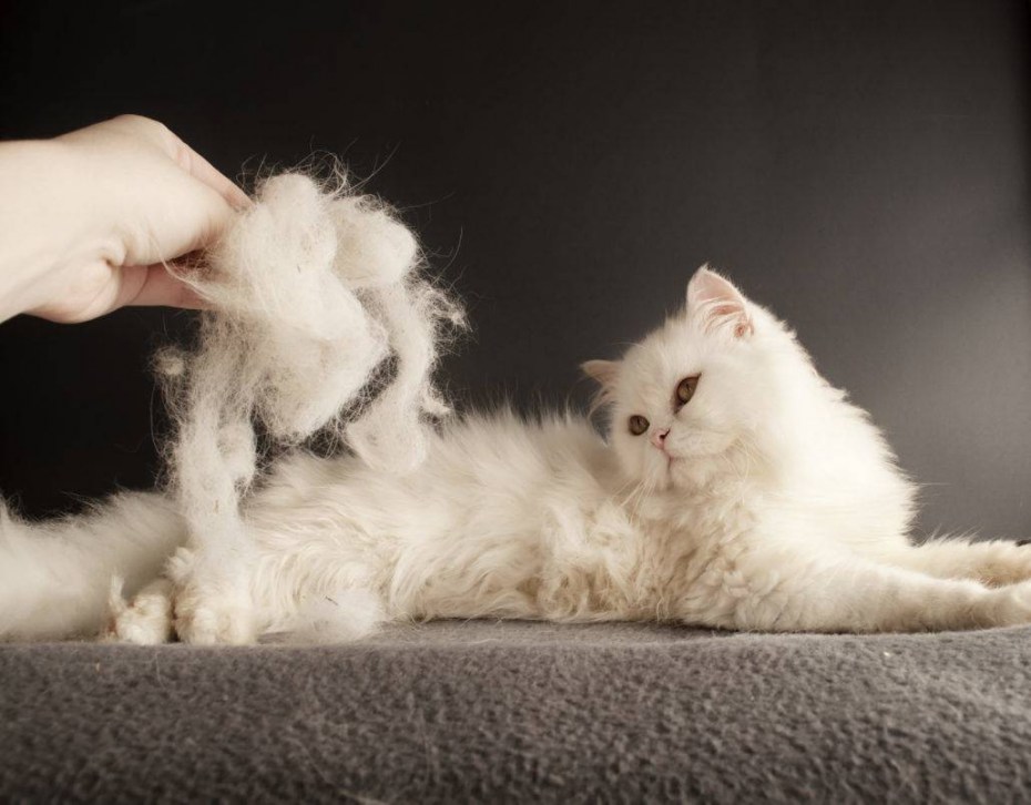 Кошки с нелиняющей шерстью