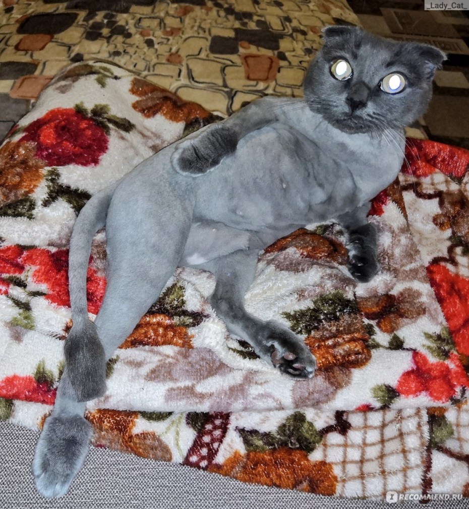 Стриженный скоттиш фолд