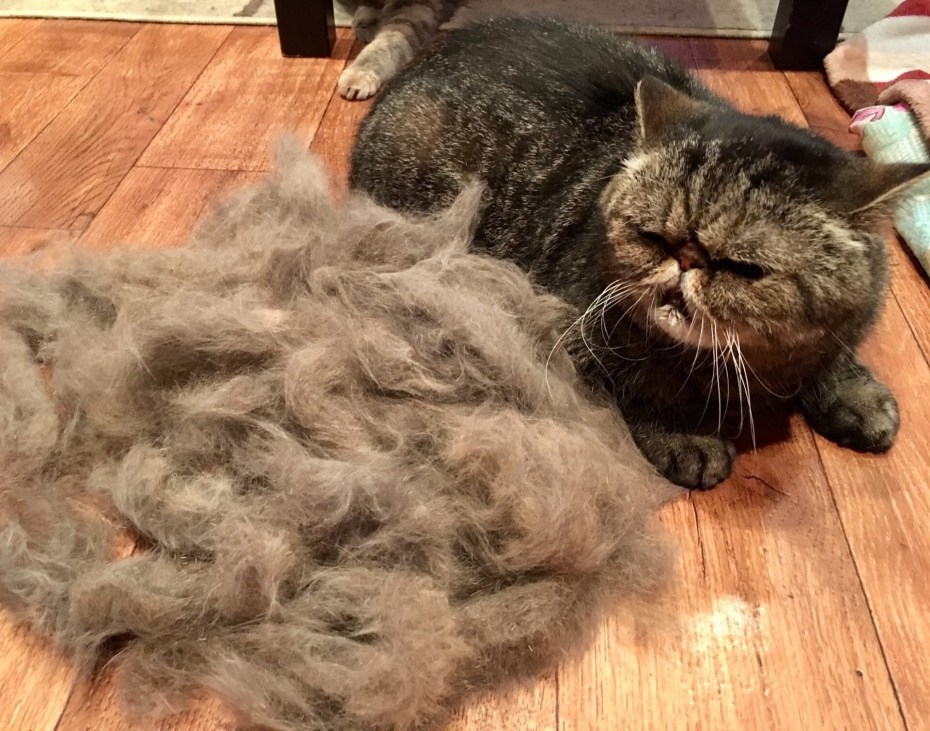 Кошачья шерсть