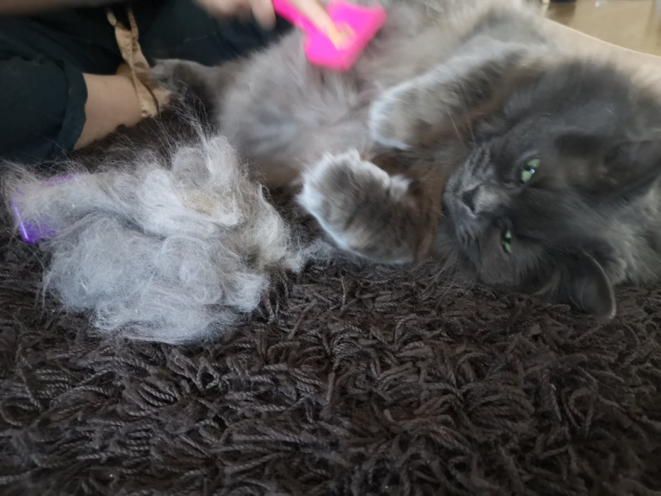 Сибирский котенок линяет