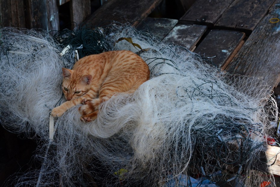 Коты линька