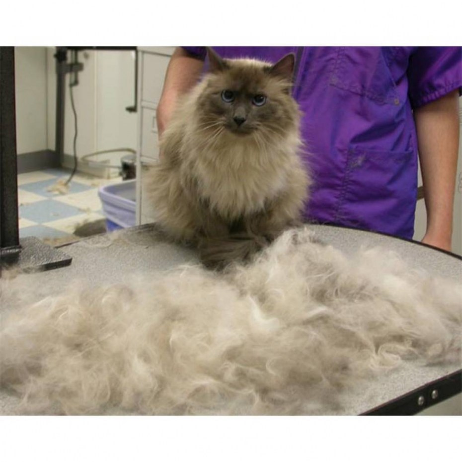Cat Brush