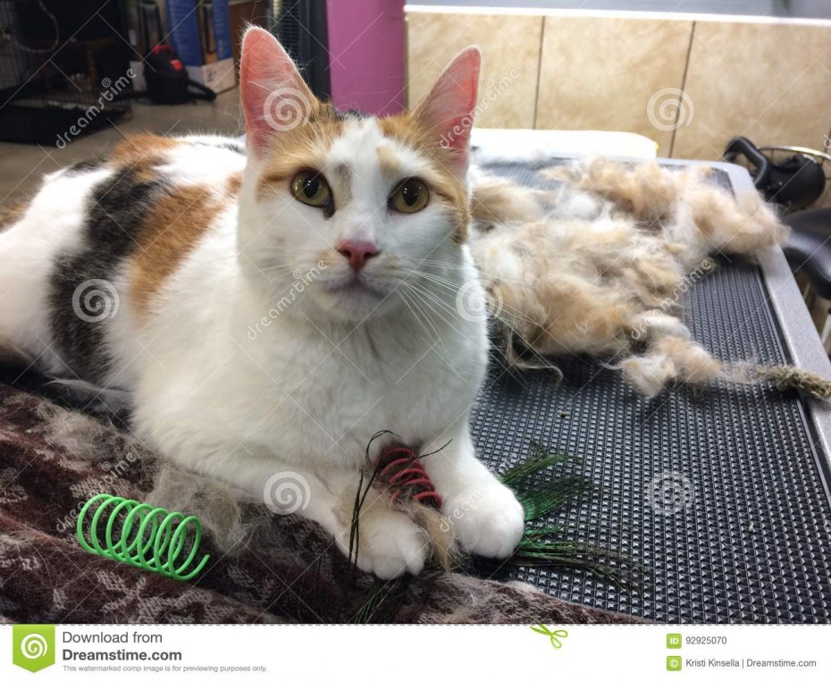 Линька у кошек