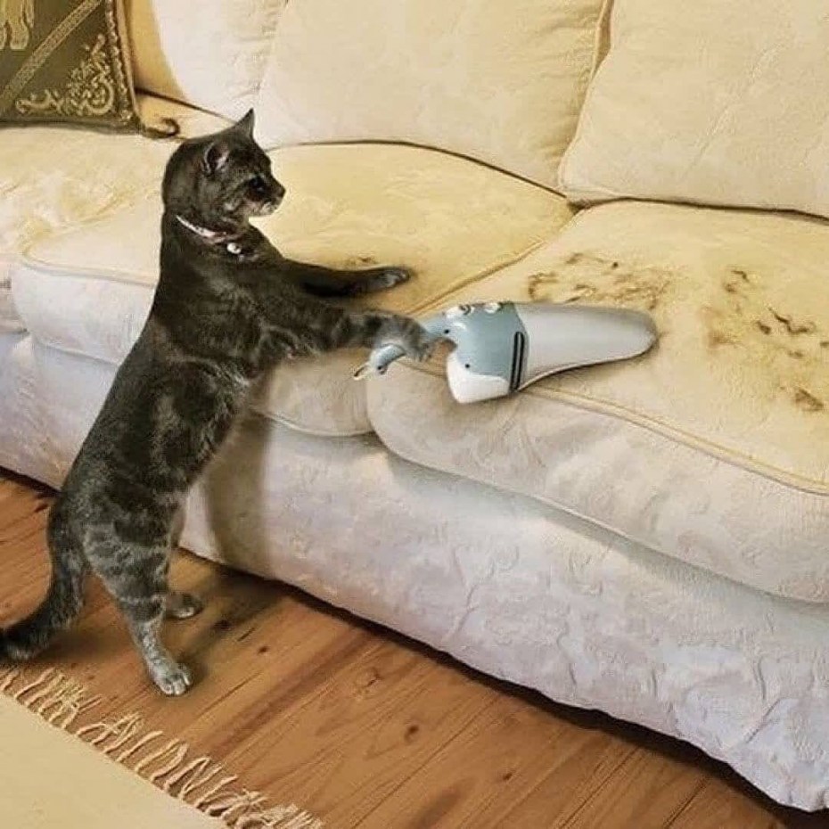 Кошка убирается