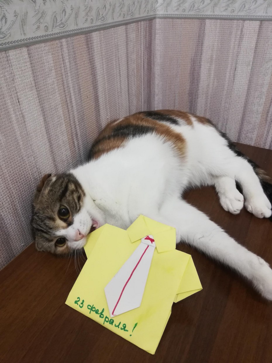 Расчесывание кошки