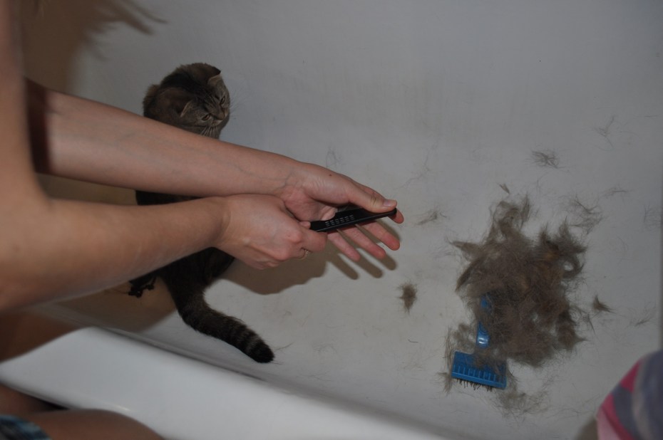 Кошки у которых не лезет шерсть