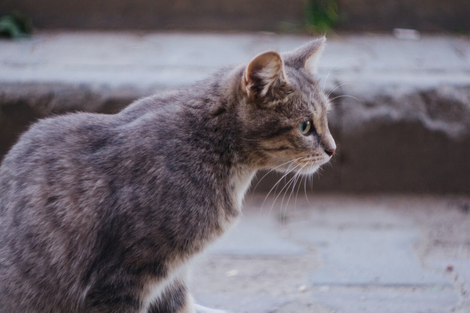 Серая кошка беспородная