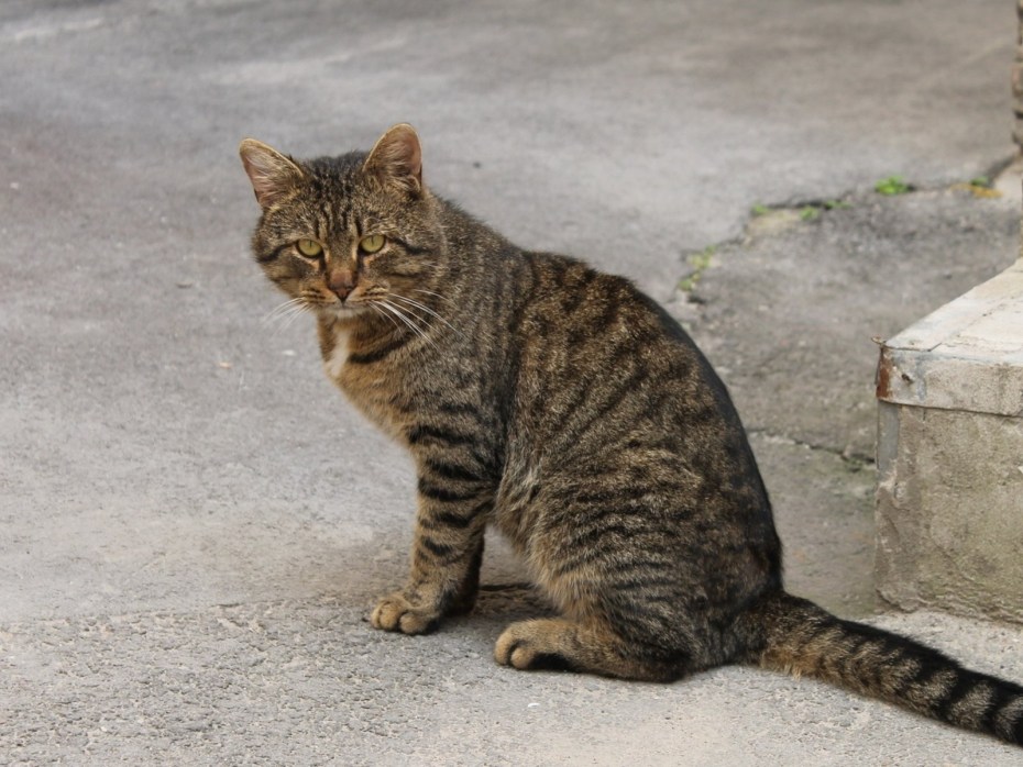 Полосатые коты