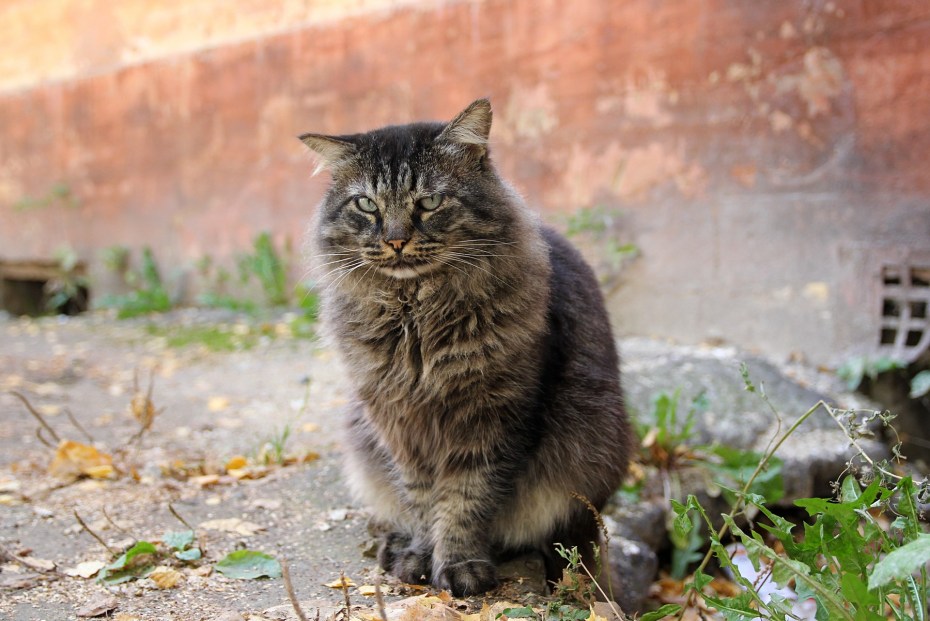 Матерый дворовый кот