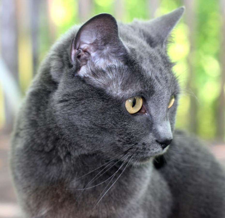 Кошка серая