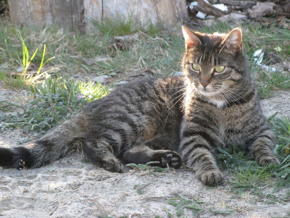 Кот дворовый полосатый