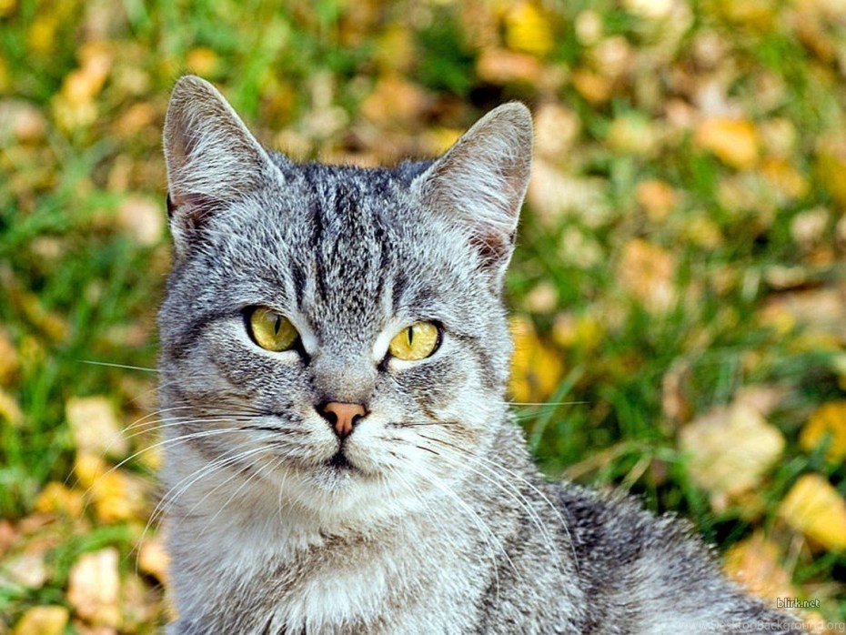 Шартрез кот полосатый