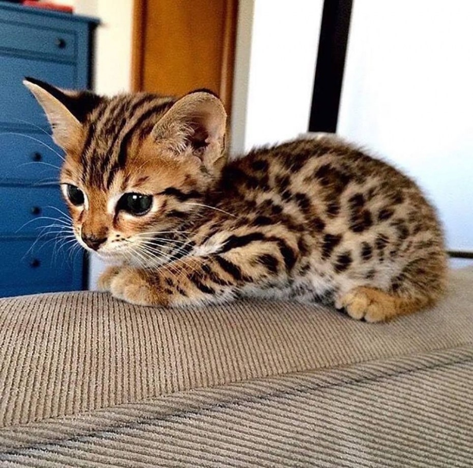 Бенгальская кошка