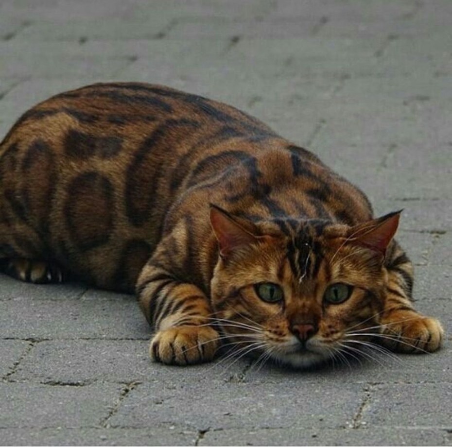 Тигровый бенгальский кот