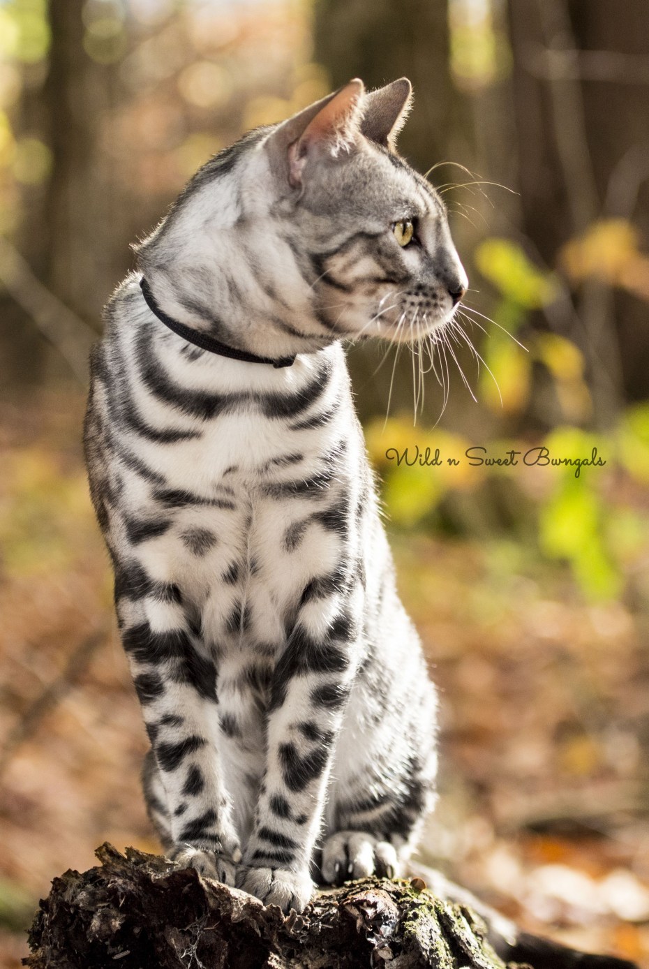 Тайгер бенгальский кот