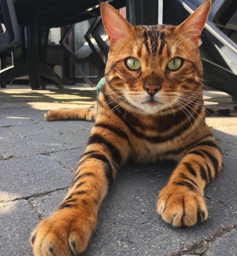 Котята бенгальской породы