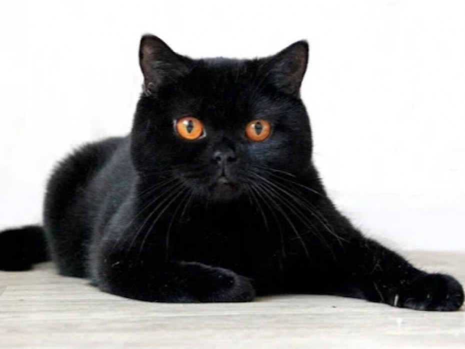 Скоттиш фолд черный
