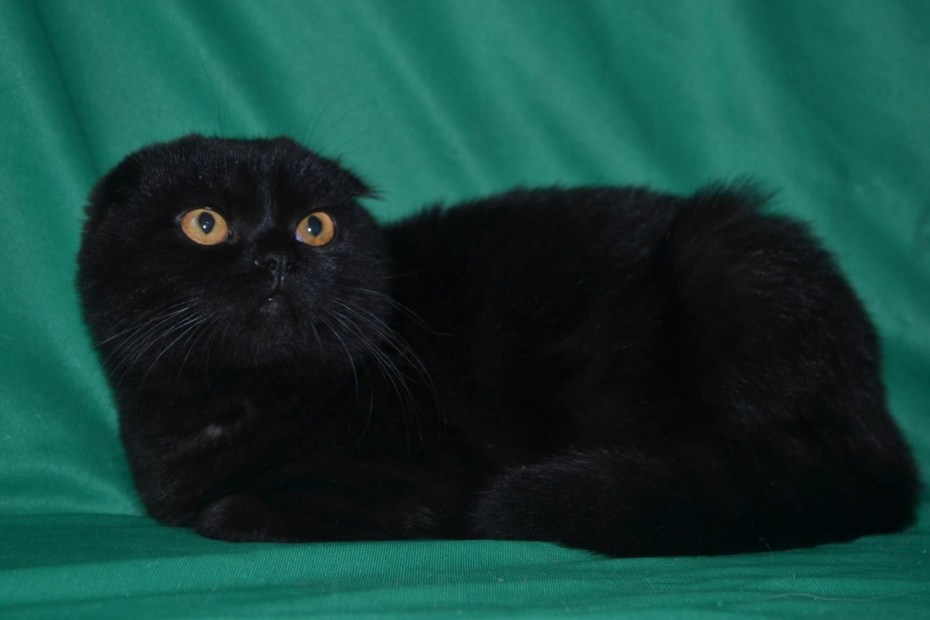 Шотландский вислоухий кот черный