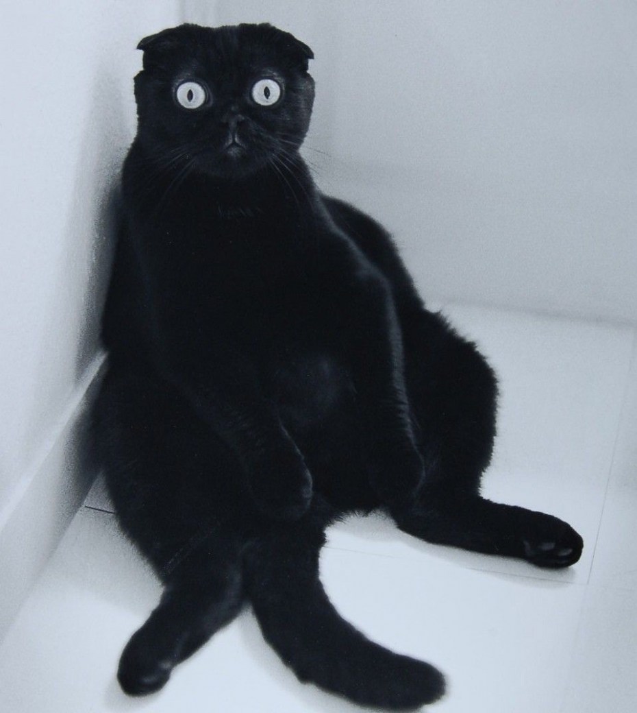 Шотландский вислоухий кот черный