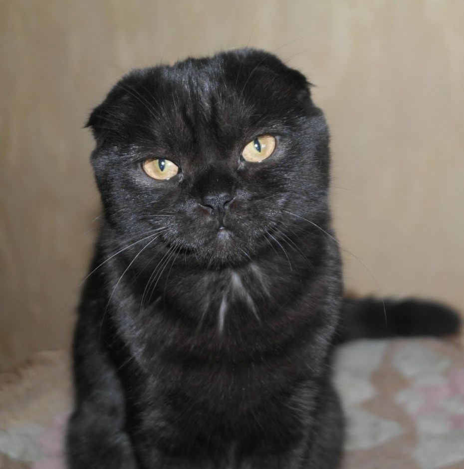 Шотландская вислоухая кошка черная