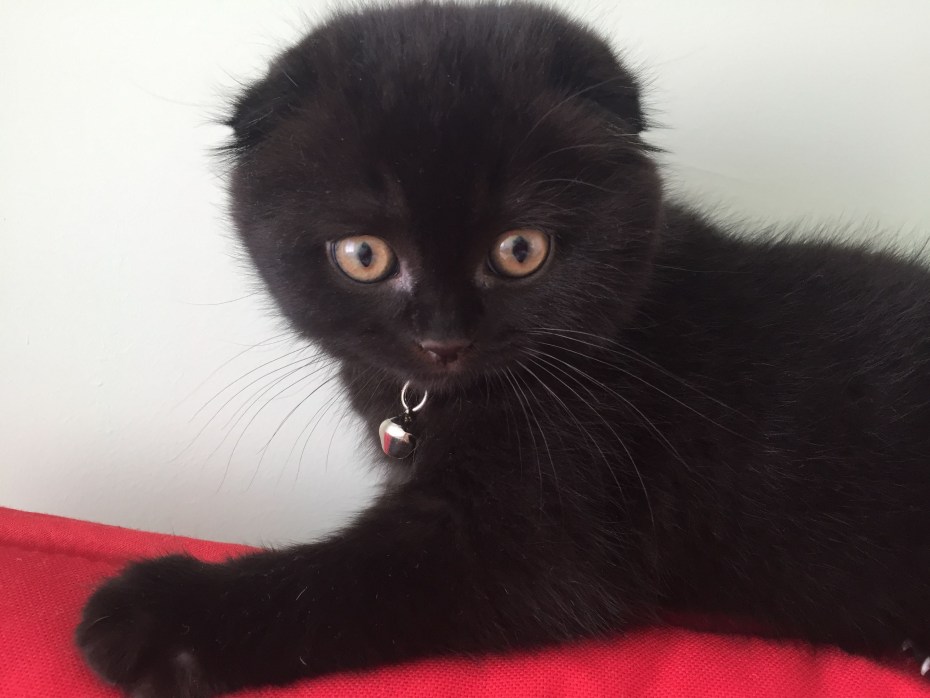 Скоттиш фолд котята черные