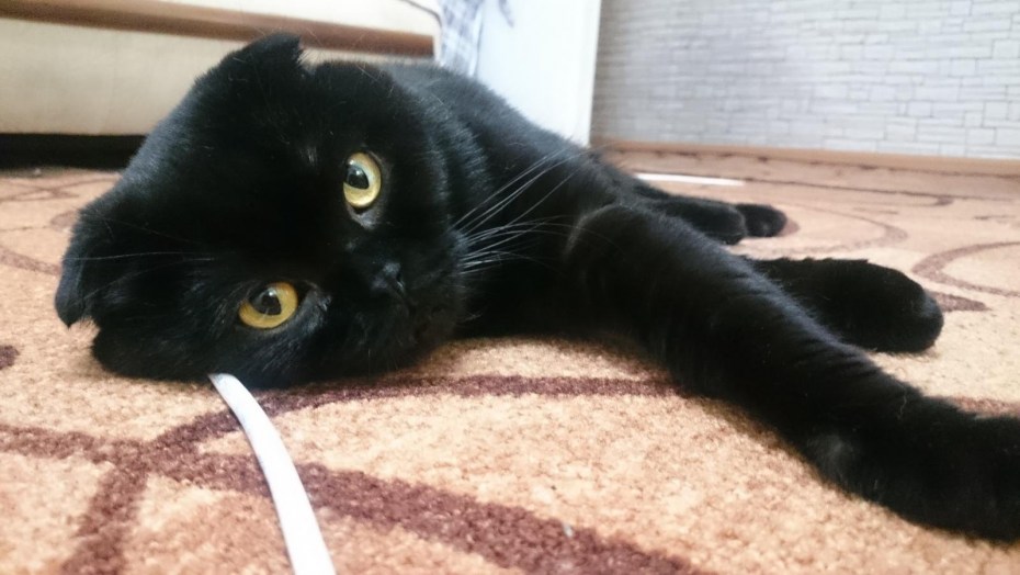 Скоттиш фолд метис черный