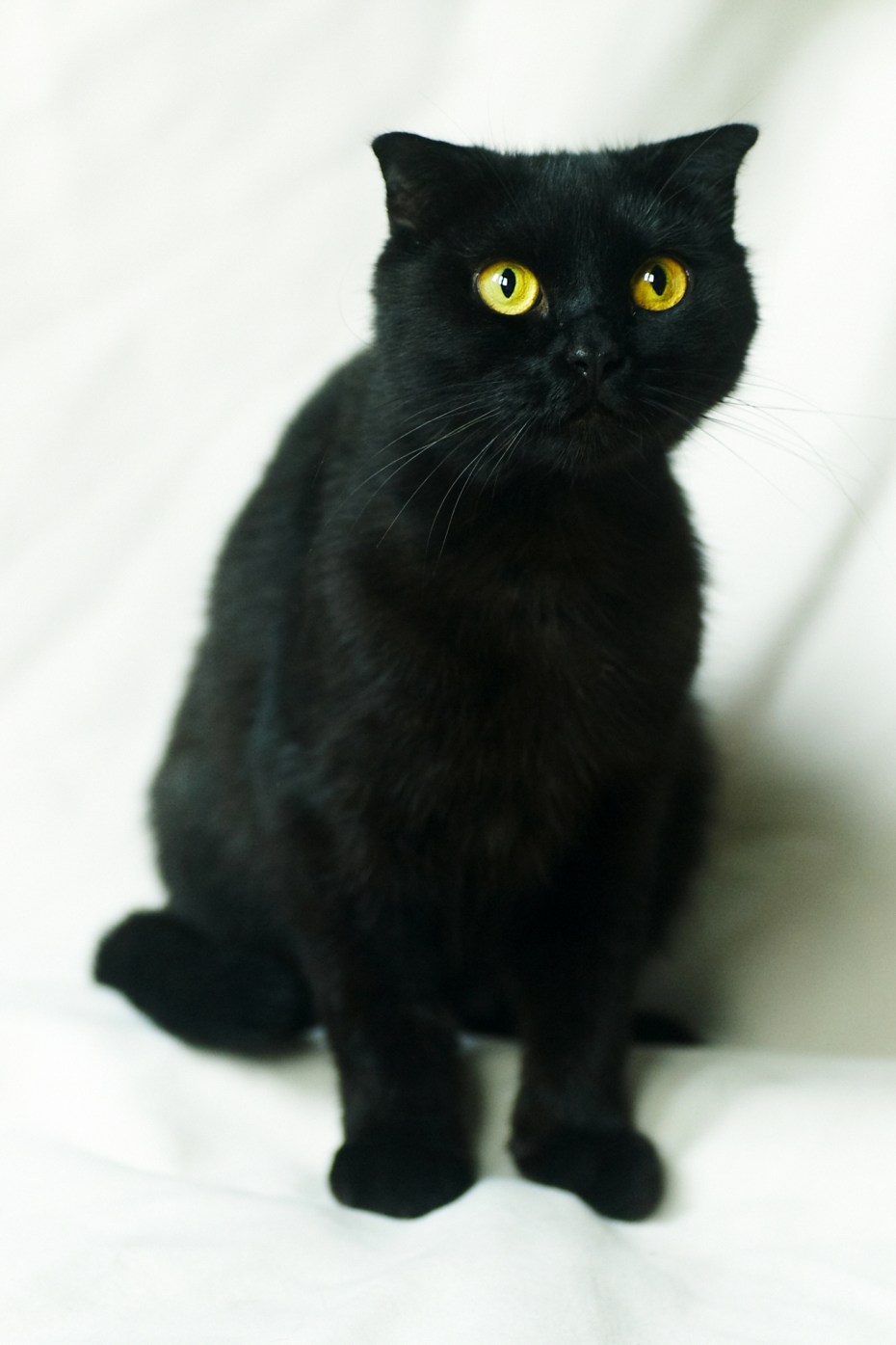 Шотландская вислоухая кошка черная