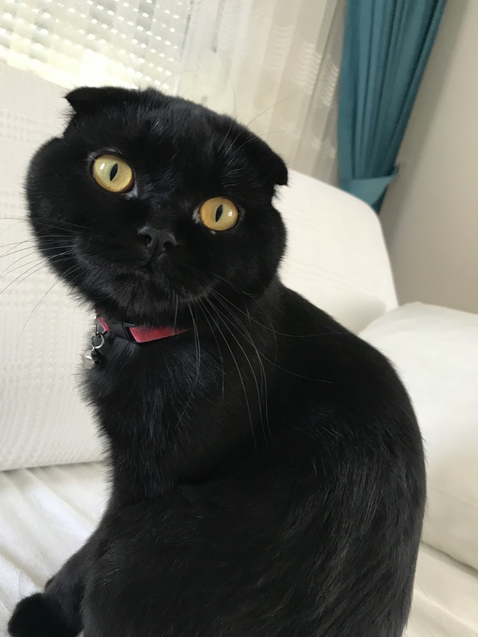 Шотландские котята черные