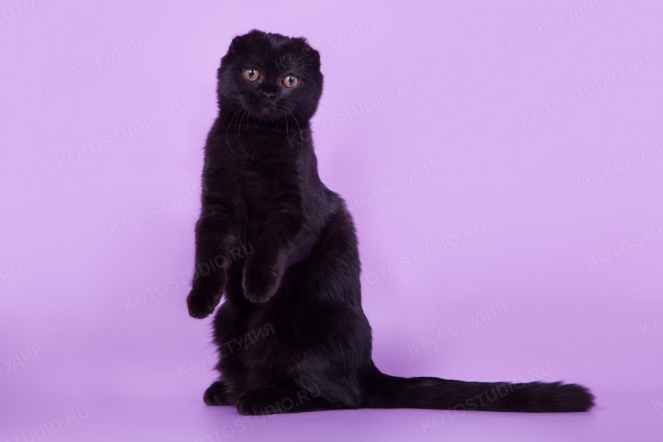 Шотландская прямоухая котенок черный