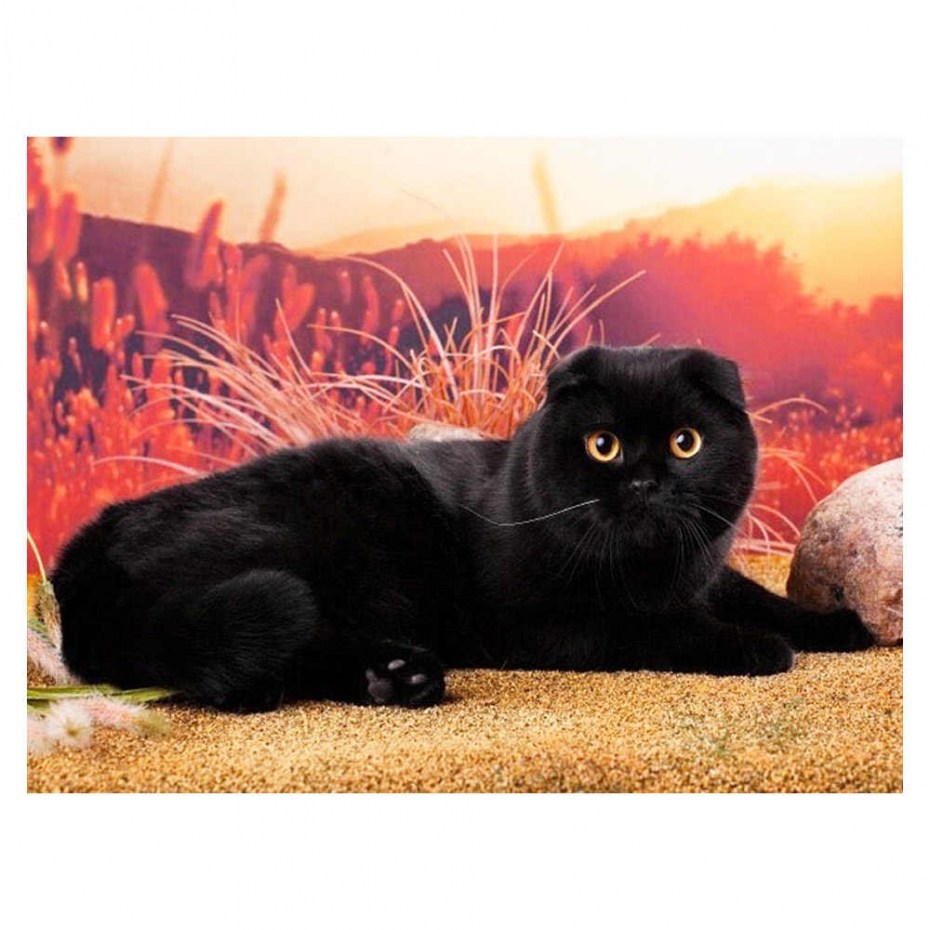 Шотландская вислоухая кошка черная