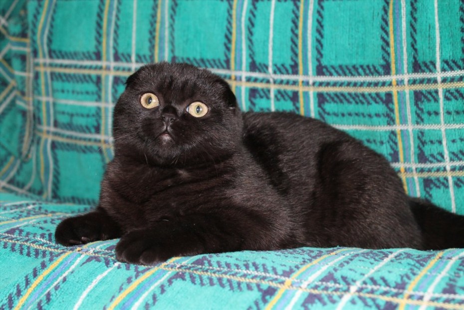 Шотландский вислоухий кот черный