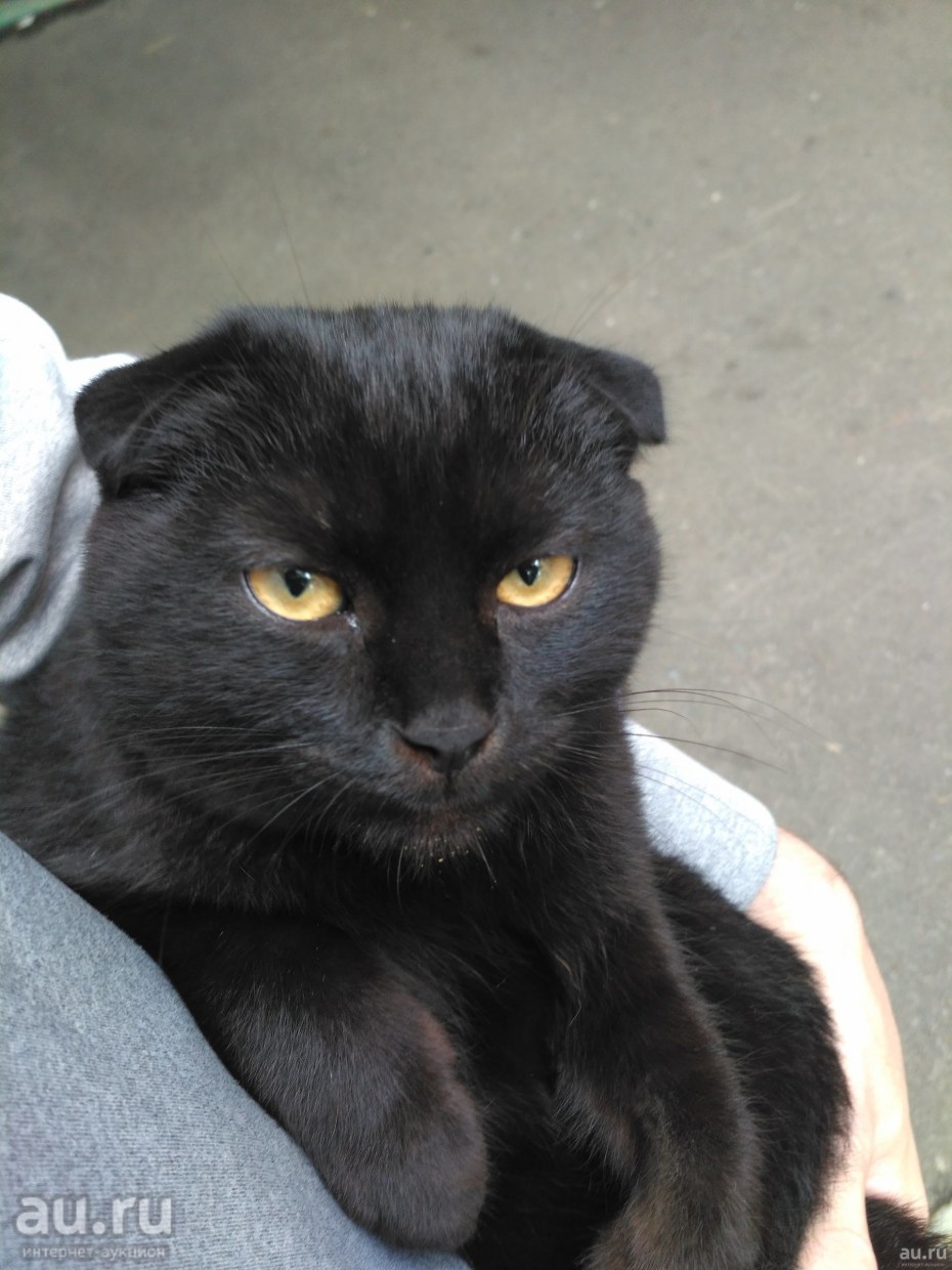 Чёрный шотландский котёнок прямоухий